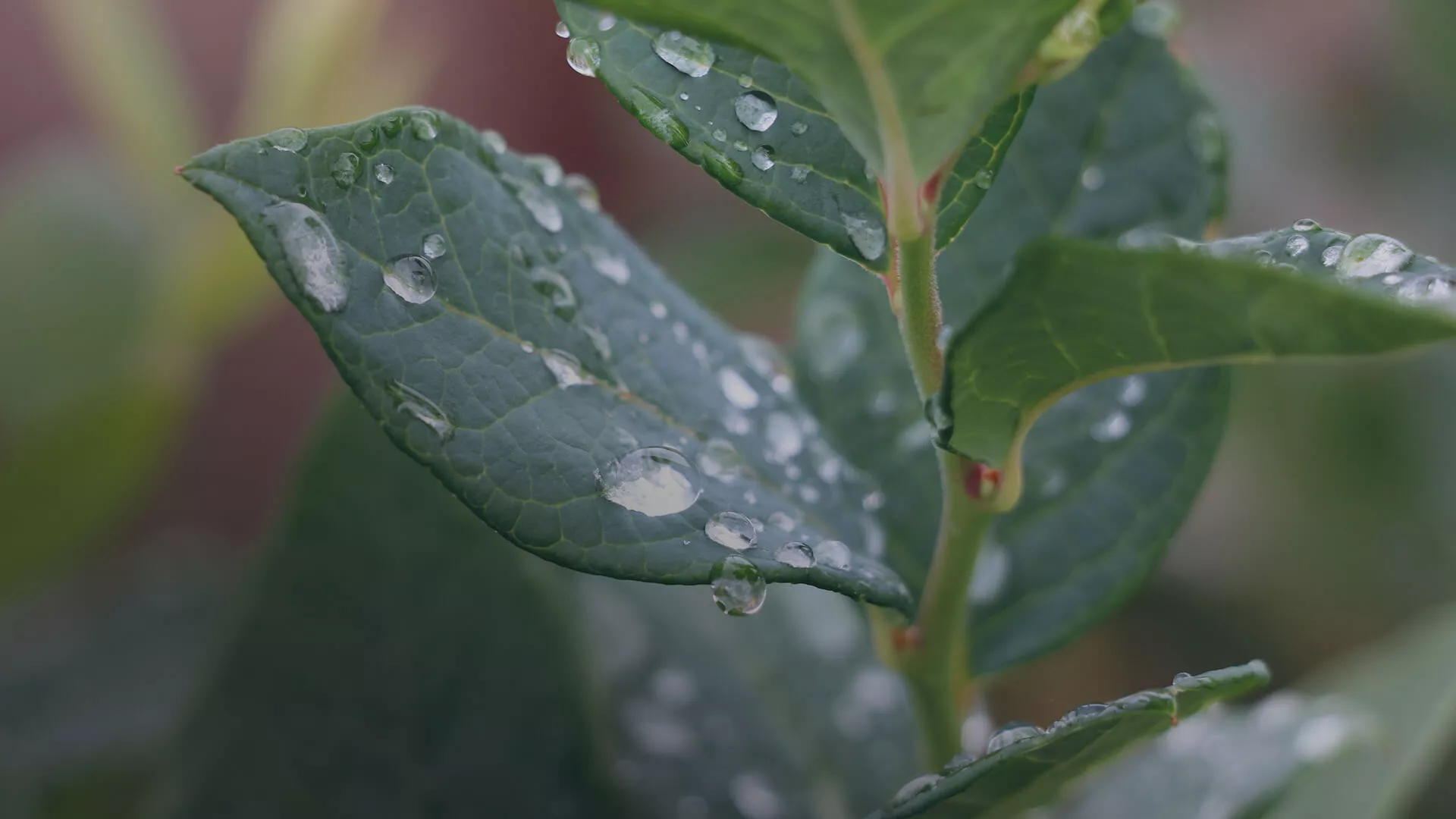 soluciones expertas Compo Expert para nutrición en berries