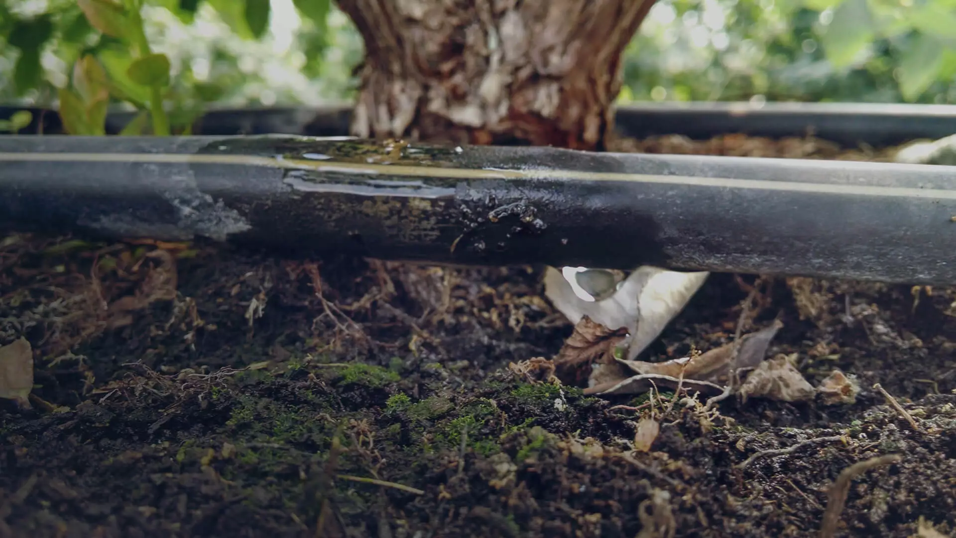 Blaukorn, NovaTec Basfoliar, vitanica y Fetrilon Combi 2